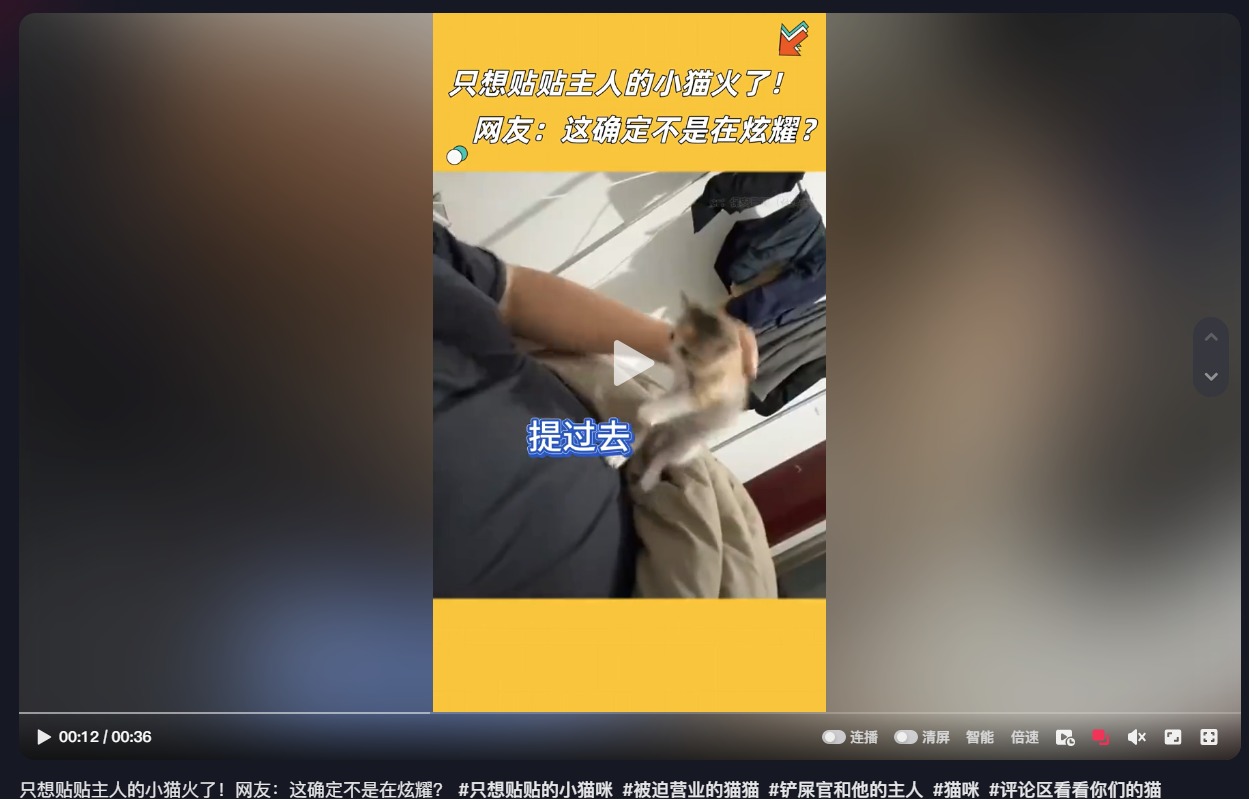 只想贴贴主人的小猫火了，谁不稀罕粘人的小可爱呢