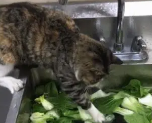 主人洗菜,猫咪像人一样张开爪子在水里扒拉:鱼呢?你把它藏哪了 主人洗菜,猫咪像人一样张开爪子在水里扒拉:鱼呢?你把它藏哪了