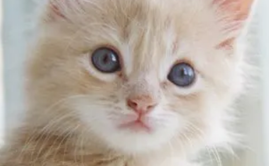 宠物猫入院治疗后死亡,律师:建议鉴定死因 宠物猫入院治疗后死亡,律师:建议鉴定死因