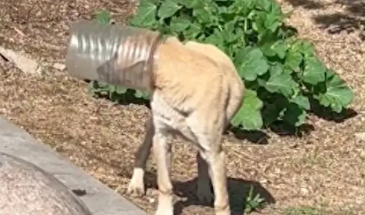 狗狗的头被套进了塑料瓶中，4天没吃没喝了，人们围堵终解救了它