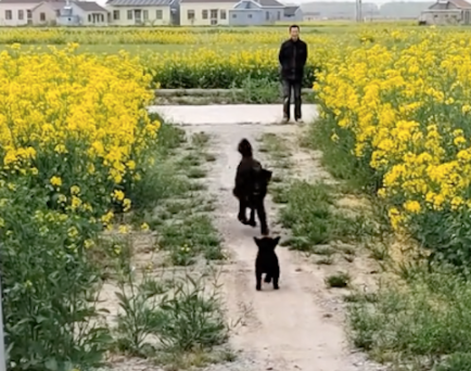 大叔带狗妈来看望被领养的小狗