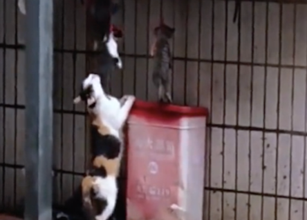 小区居民嫌流浪猫太吵，将小猫吊死在窗台