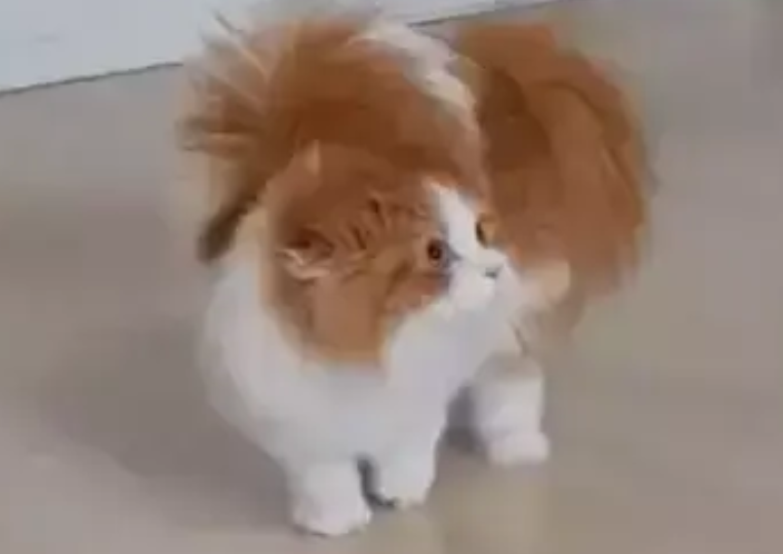铲屎官招惹长毛猫,下一秒它就气得炸毛,网友:像行走的鸡毛掸子 铲屎官招惹长毛猫,下一秒它就气得炸毛,网友:像行走的鸡毛掸子