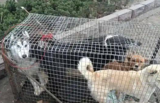 哈士奇在被送进屠宰场的狗肉车上被救，劫后重生对恩人感激涕零 
