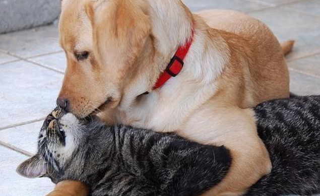 将猫寄养在宠物店，没几天就被老板电话索赔