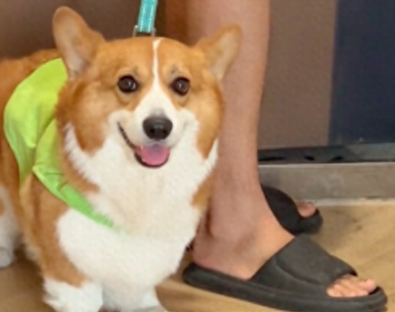 柯基出门是开心的，在外面吵架被爸揪耳朵后超委屈！