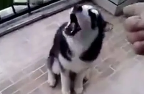 哈士奇和主人飙戏，就这演技加个鸡腿一点都不过分