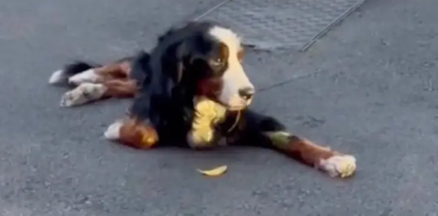 浑身病的伯恩山犬被遗弃，救助当晚就死了，主人却不承认是他的狗