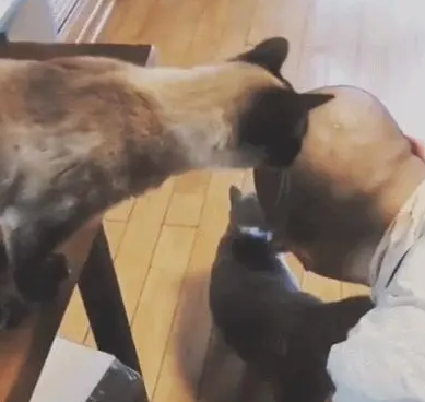 猫咪看着主人的光头,忍不住上手摸了一下:这手感不错 猫咪看着主人的光头,忍不住上手摸了一下:这手感不错