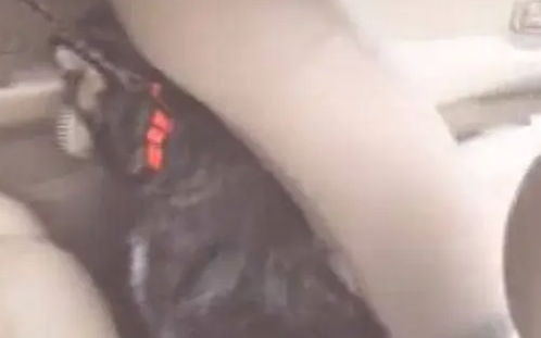 哈士奇坐车时突然特别老实，主人向后一看，直接崩溃