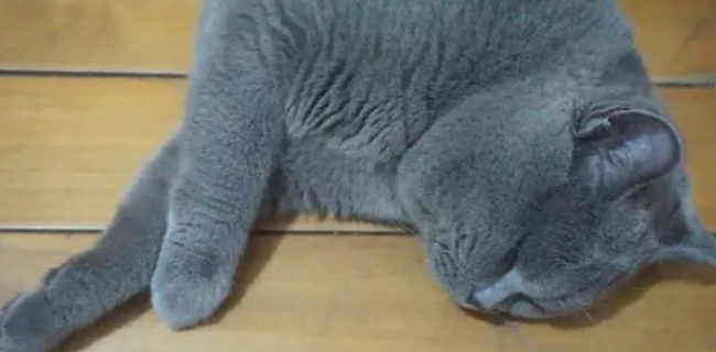 蓝猫被困70多天，主人回来时还活着，只是它已经泪流满面