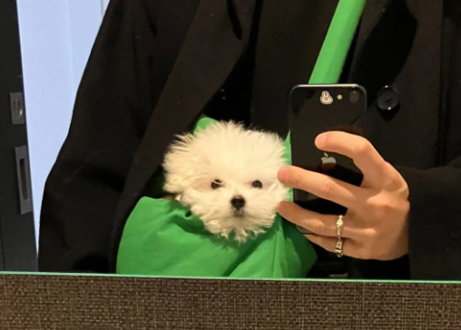 铲屎官晒狗砸睡觉前后对比照...网友：别拿其它狗来骗我！