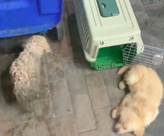 凌晨泰迪金毛一起被扔垃圾桶，都确诊为细小和犬瘟