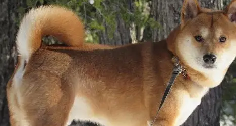 医生诊断柴犬没怀孕，可半夜就生出了狗崽