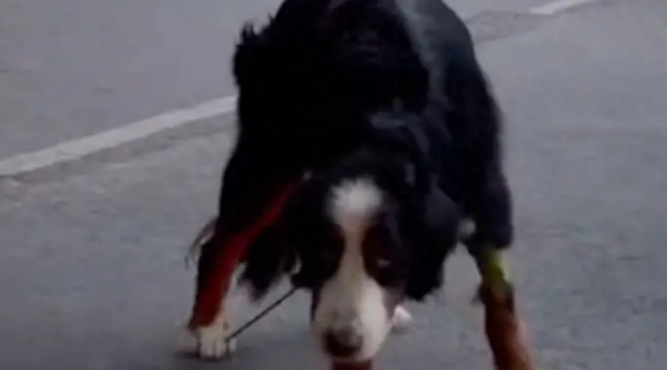 浑身病的伯恩山犬被遗弃，救助当晚就死了，主人却不承认是他的狗