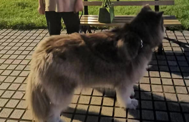 乐山一广场未拴绳大狗咬死宠物兔：狗主人赔偿500元和解