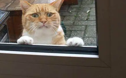 橘猫犯事被主人关在门外，表情亮了！网友笑喷：心疼但真的忍不住