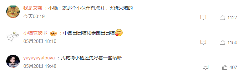 小猫咪不懂什么是品种猫，它的快乐很简单