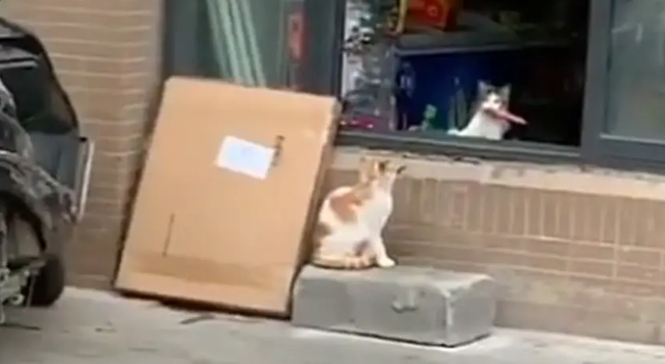 两只猫咪到小卖店偷香肠,一只偷另一只放哨,网友:团伙作案…… 两只猫咪到小卖店偷香肠,一只偷另一只放哨,网友:团伙作案……