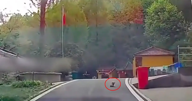 残疾小狗被扔在寺庙门口，特别亲人却总被忽视，最后终等到幸福