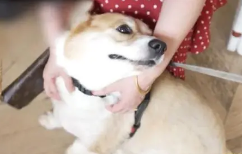 “隔音门都没用”，男子不满柯基狂吠怒告邻居