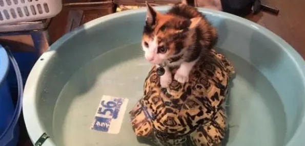 捡回一只小流浪猫，直接占了乌龟的窝，还把它当成坐骑