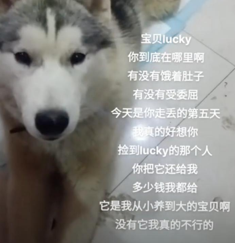 哈士奇丢失近两个月，主人酬金从 500 提高到 8000