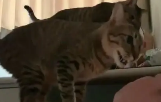 猫咪饿了主人还没起，进卧室坐主人胸口按嘴巴