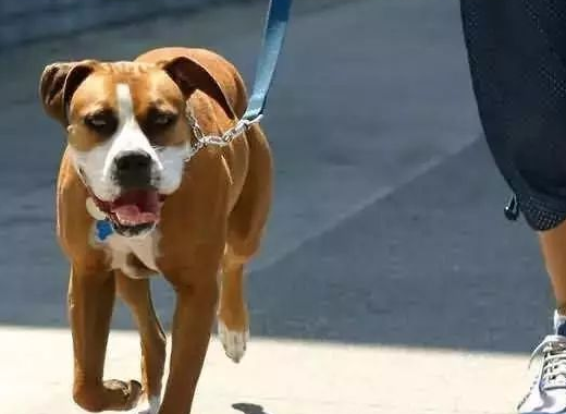 网传男子遛狗吓哭幼童并起争执 警方：犬主已道歉