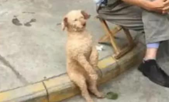 狗狗天天跟大爷生活，坐姿也成了大爷的模样