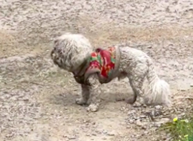 一只穿着衣服的比熊犬，在村子里流浪数月