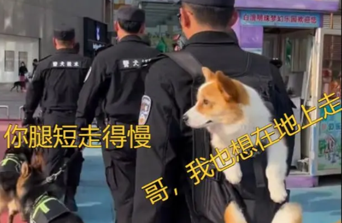 小短腿柯基凭实力成为警犬“考上山东公务员”
