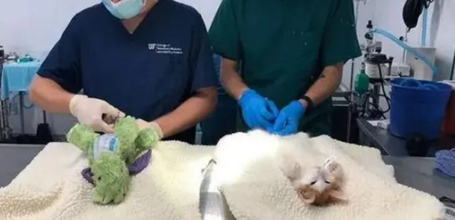 主人带猫做绝育，它最爱的玩偶陪着，结果双双被“绝育”了