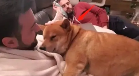 柴犬从小害怕打雷，主人抱着才敢睡