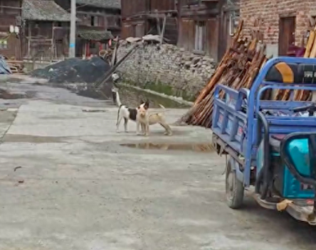 狗狗看同伴被绳子拴起来了，试图用牙齿帮它咬断