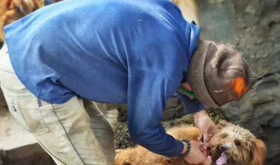 外卖小哥十年如一日，带着狗狗送快递，温暖画面感动无数人