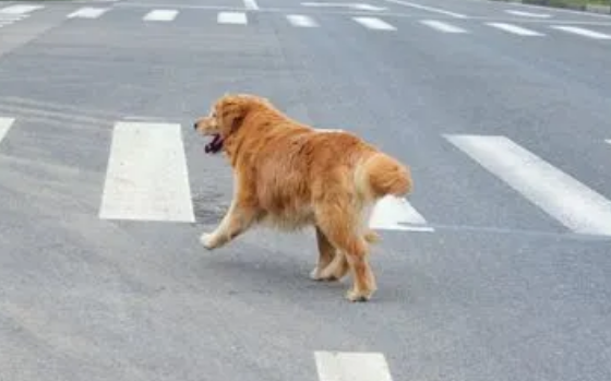 宠物犬横穿马路导致交通事故，责任谁来承担？
