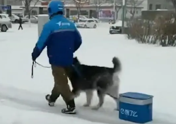 被迫营业！外卖小哥让狗狗雪地里拉外卖箱，网友：狗粮得靠自己赚