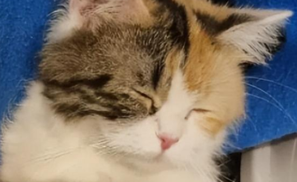 娃娃脸小猫追着人家求收养,收编之后才发现它有大阴谋 娃娃脸小猫追着人家求收养,收编之后才发现它有大阴谋
