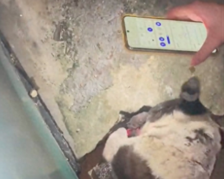 流浪狗拼命扒土爪子都流血了，大家才知道里面埋了只猫