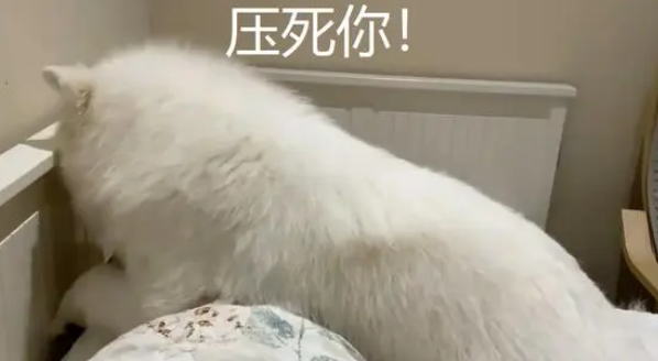 萨摩耶从小睡主人身边，成年后还是这样，忘记自己长大了