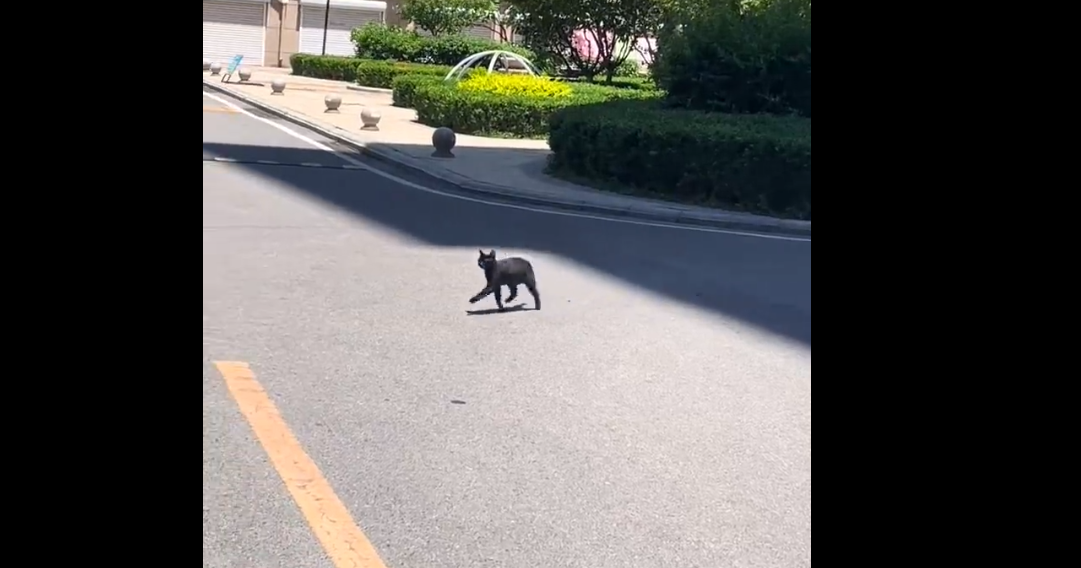 给小猫烫成小马了，网友热评超好笑