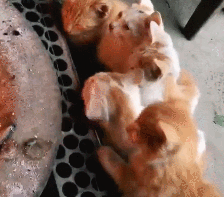 6只小橘猫围着火炉烤火,场面萌到失控,网友:右边那只被烤焦了 6只小橘猫围着火炉烤火,场面萌到失控,网友:右边那只被烤焦了