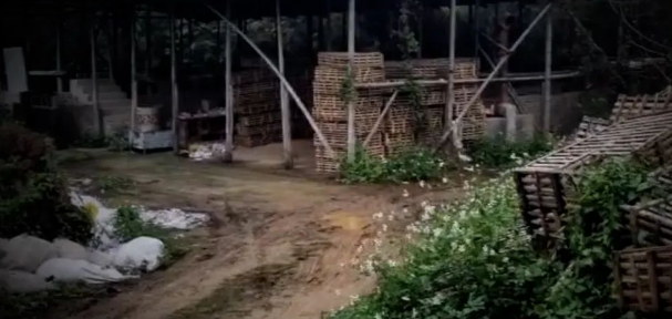 跨越三千公里，追踪贩猫黑色产业链