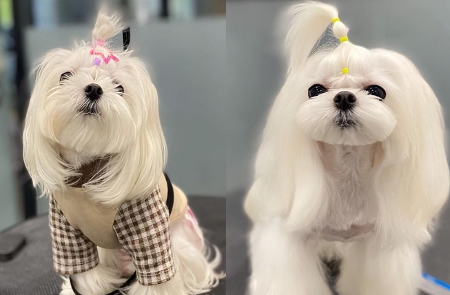 宠物美容的九种不同造型 宠物美容的九种不同造型