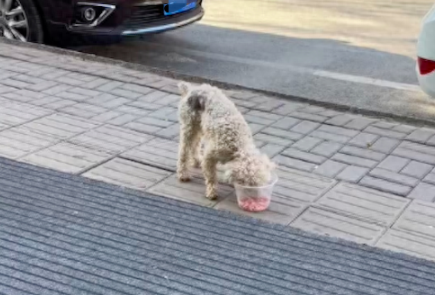 流浪狗既渴望得到人的投喂，又害怕人的抚摸