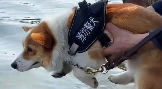 小短腿柯基凭实力成为警犬“考上山东公务员”