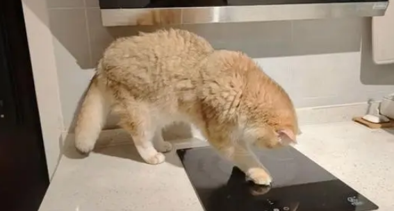 四川最牛批的猫咪，它把家炸了，成功把自己的身价提升到10万！