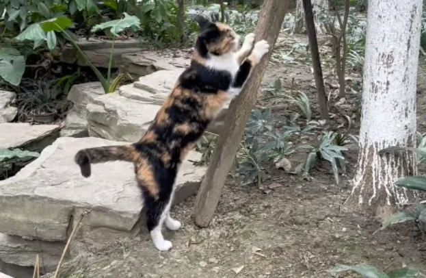 流浪三花猫强行选中小姐姐，小姐姐家里有猫无奈拒绝，三花：我，大美女，被拒绝了？
