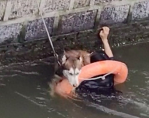 男子救落水的哈士奇，结果二哈自己游上岸了